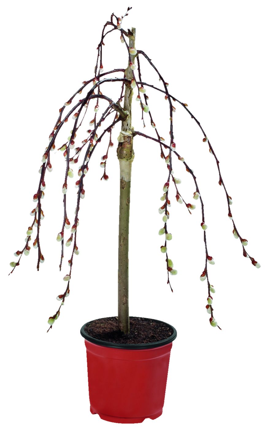 Vŕba rakytová (Salix caprea pendula)
priemer kvetináča: 14 cm