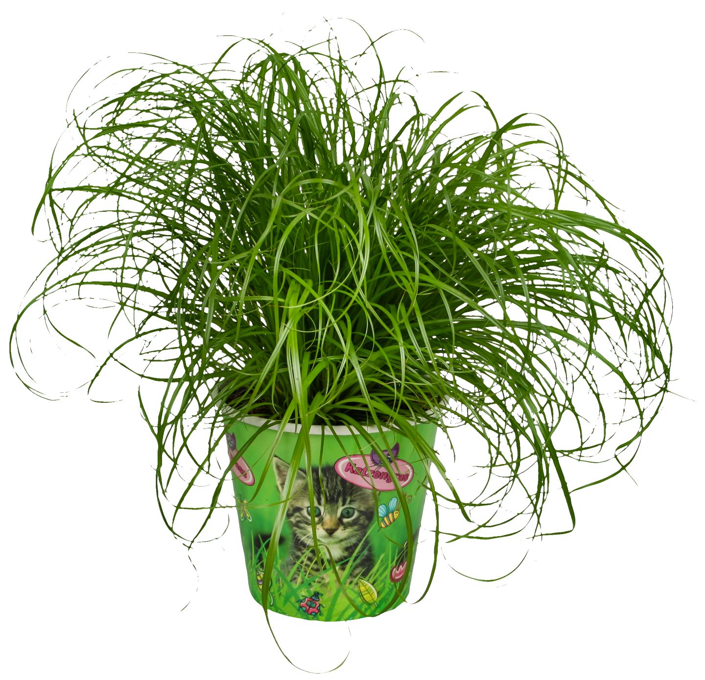Mačacia tráva (Cyperus zumula)