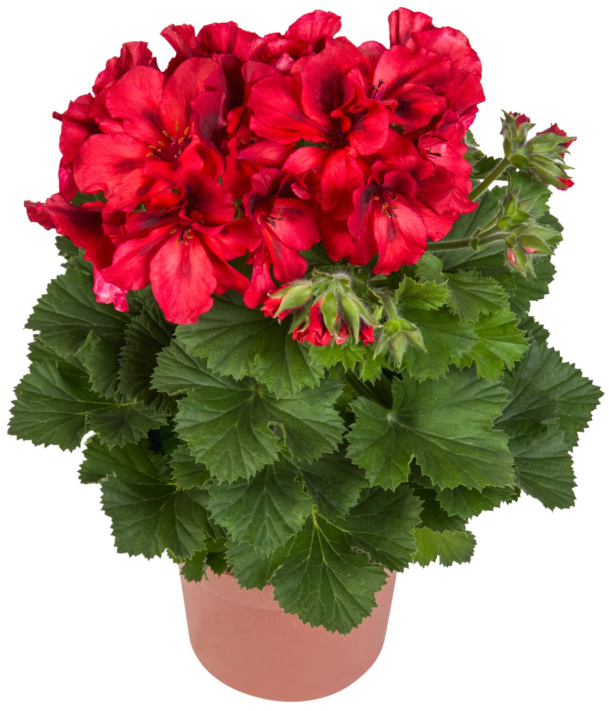 Muškát vzpriamený (Pelargonium zonale)