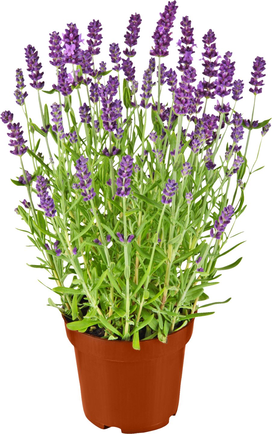 Levanduľa úzkolistá (Lavandula angustifolia)