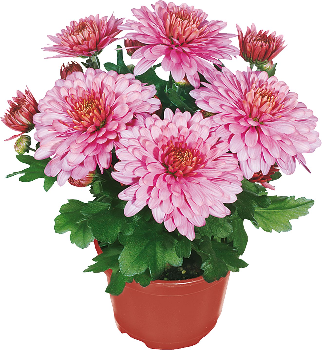 Chryzantéma (Chrysanthemum)