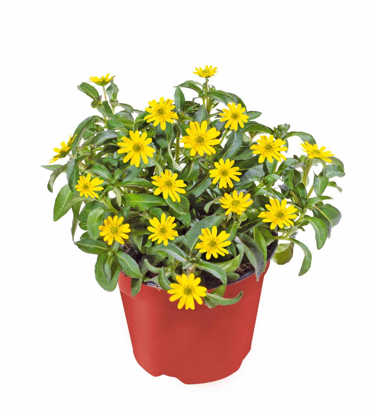 Husarenknöpfchen oder Zweizahn