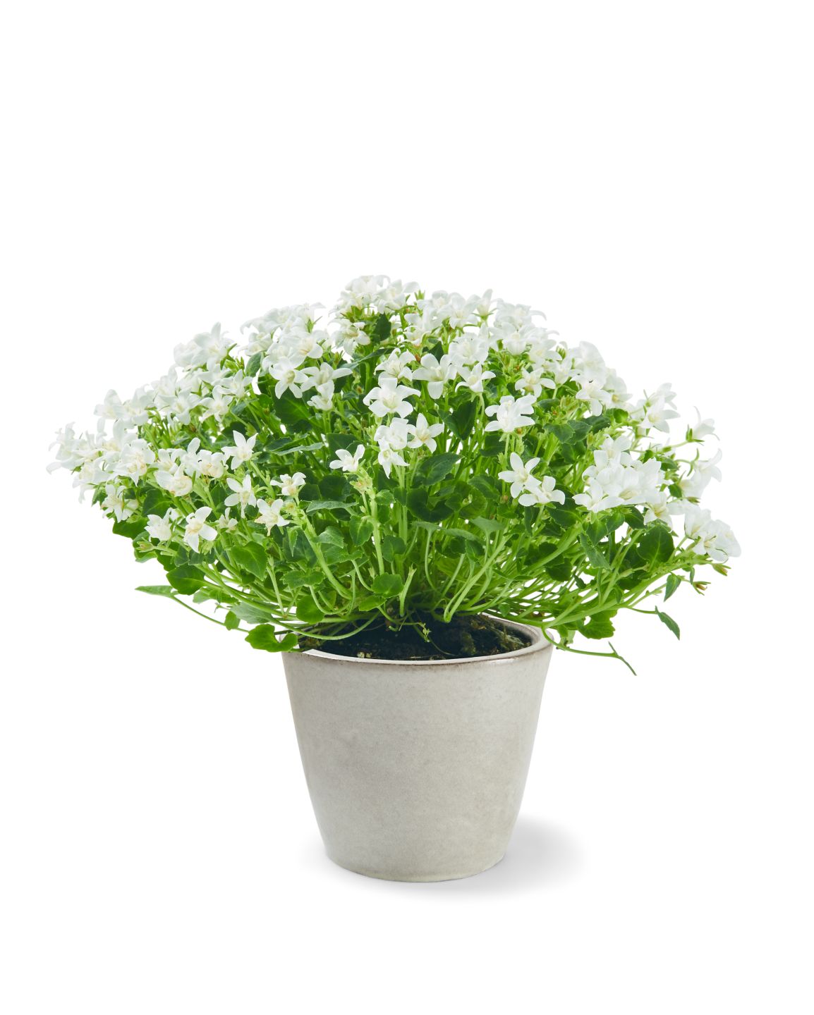 Glockenblume