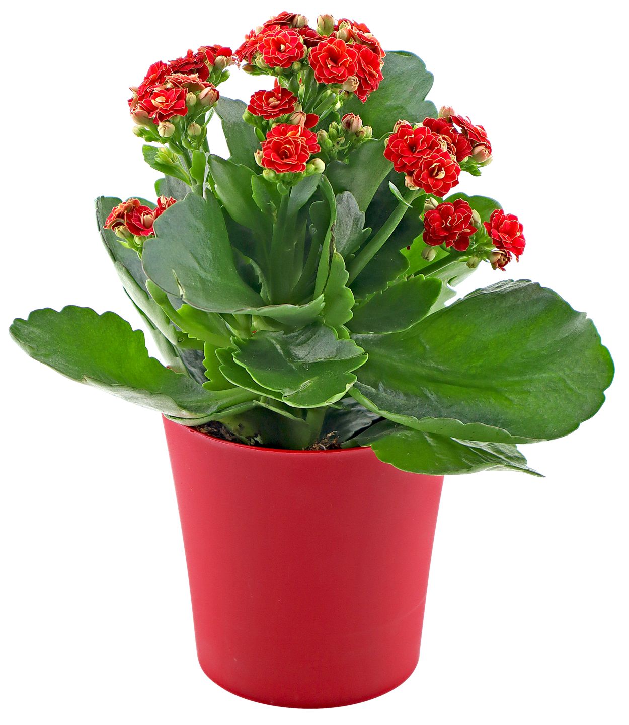 Kalanchoe