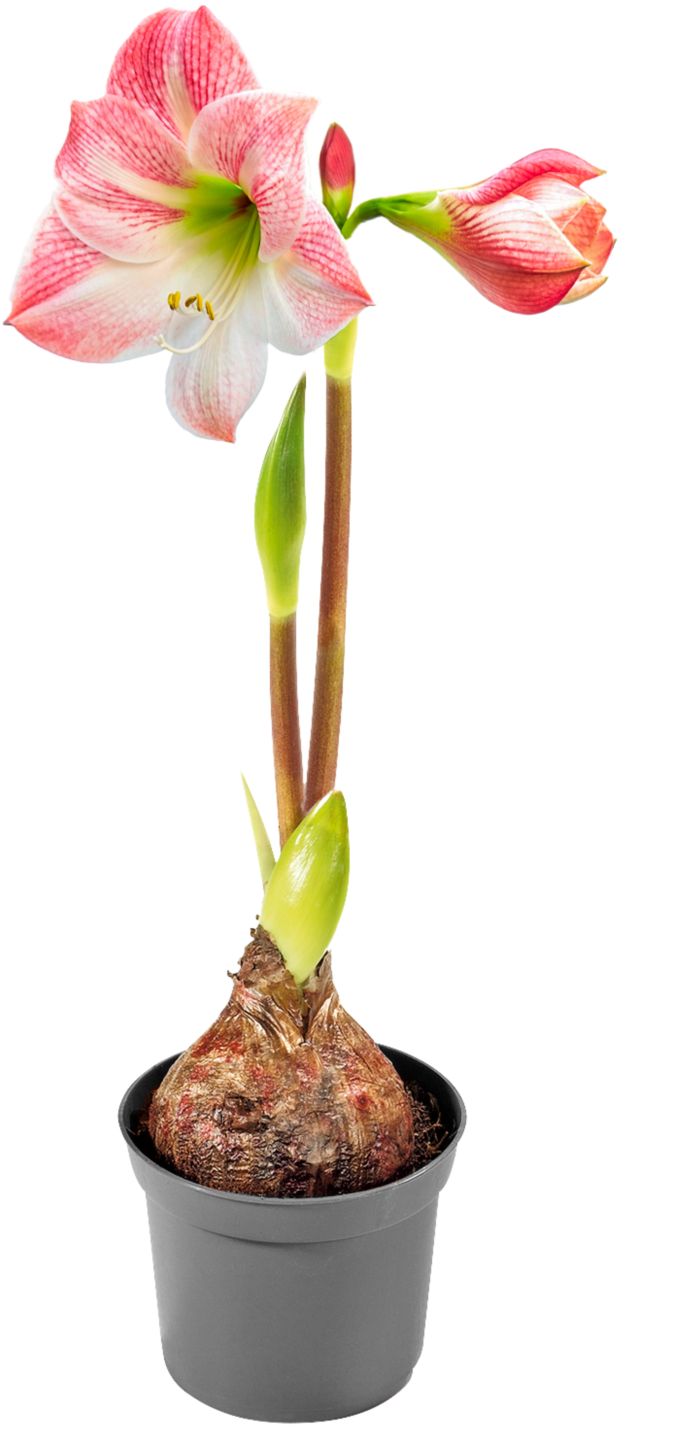 Amaryllis