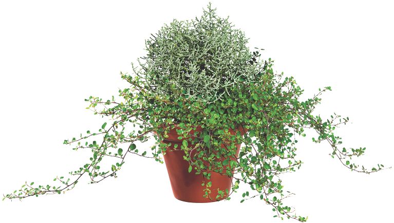 Gartenpflanze