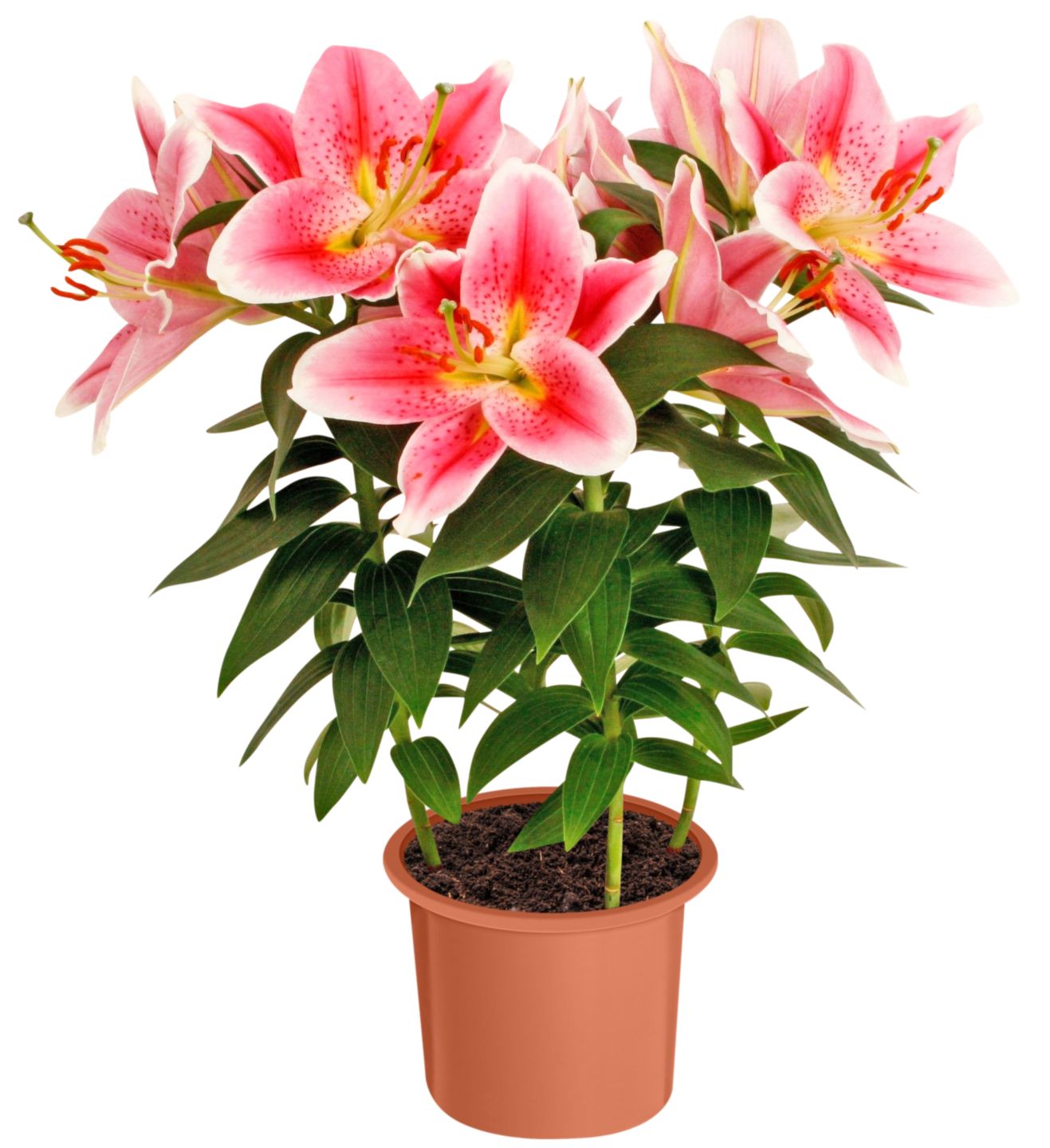 Lilien
