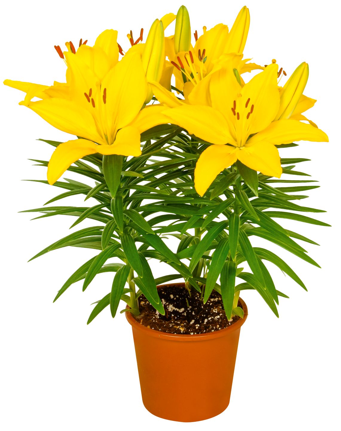 Lilien