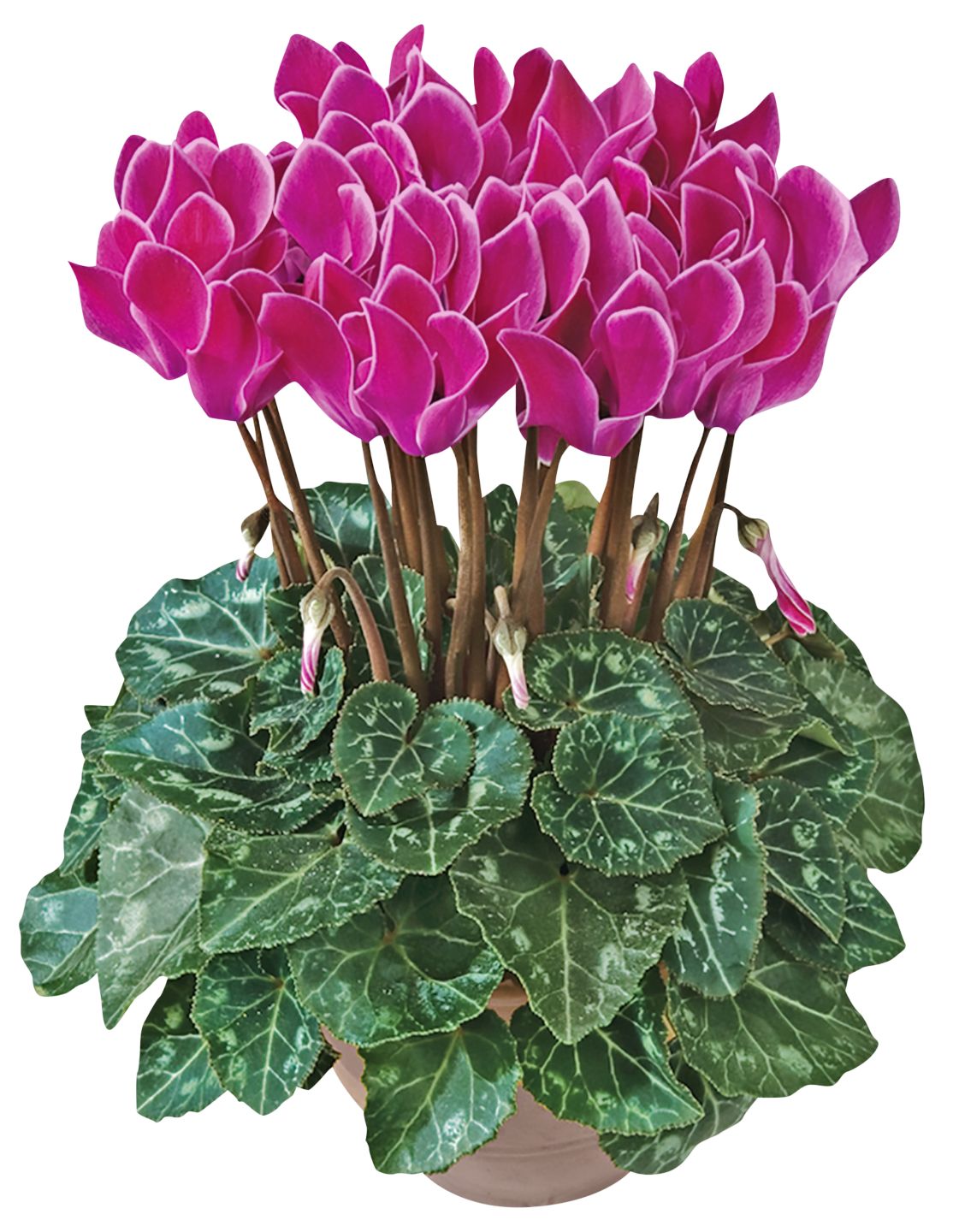 Gartenpflanzen