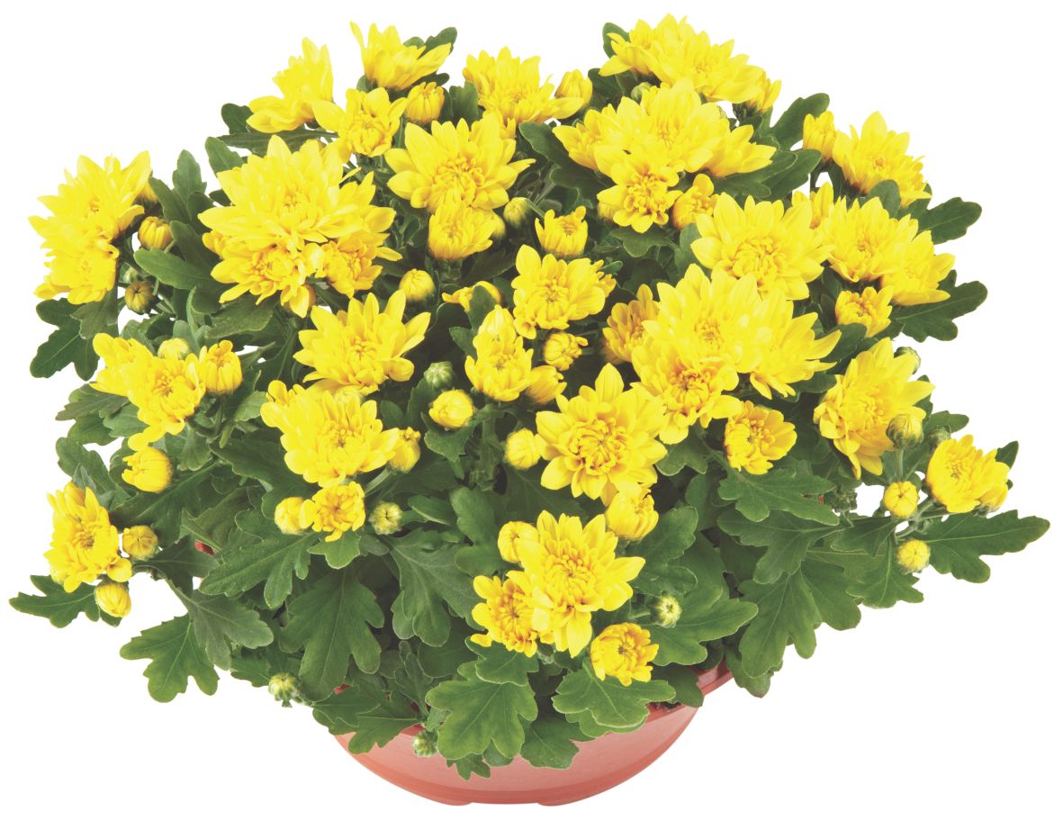 Chrysanthemen Schale