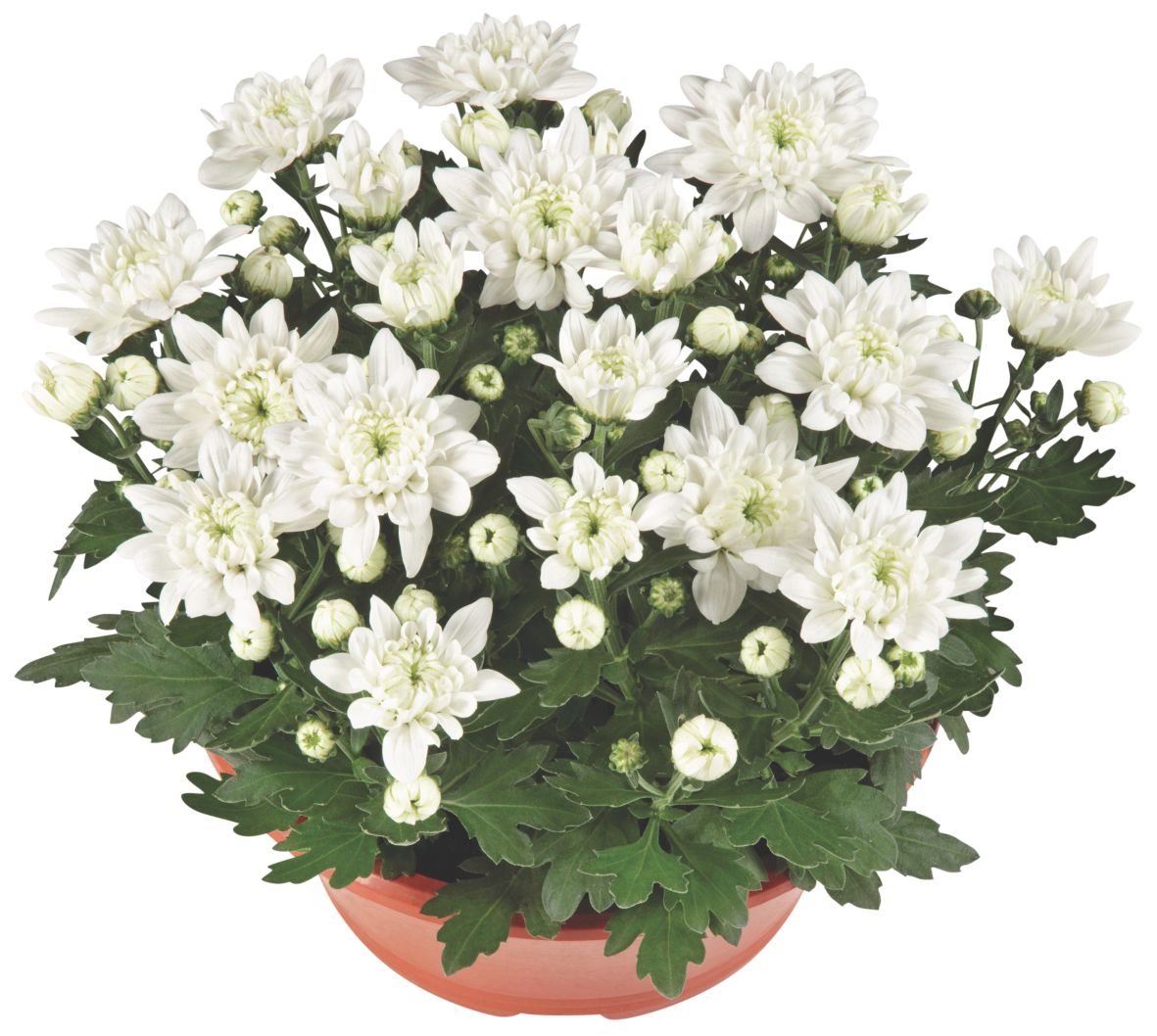 Gartenpflanzen XL