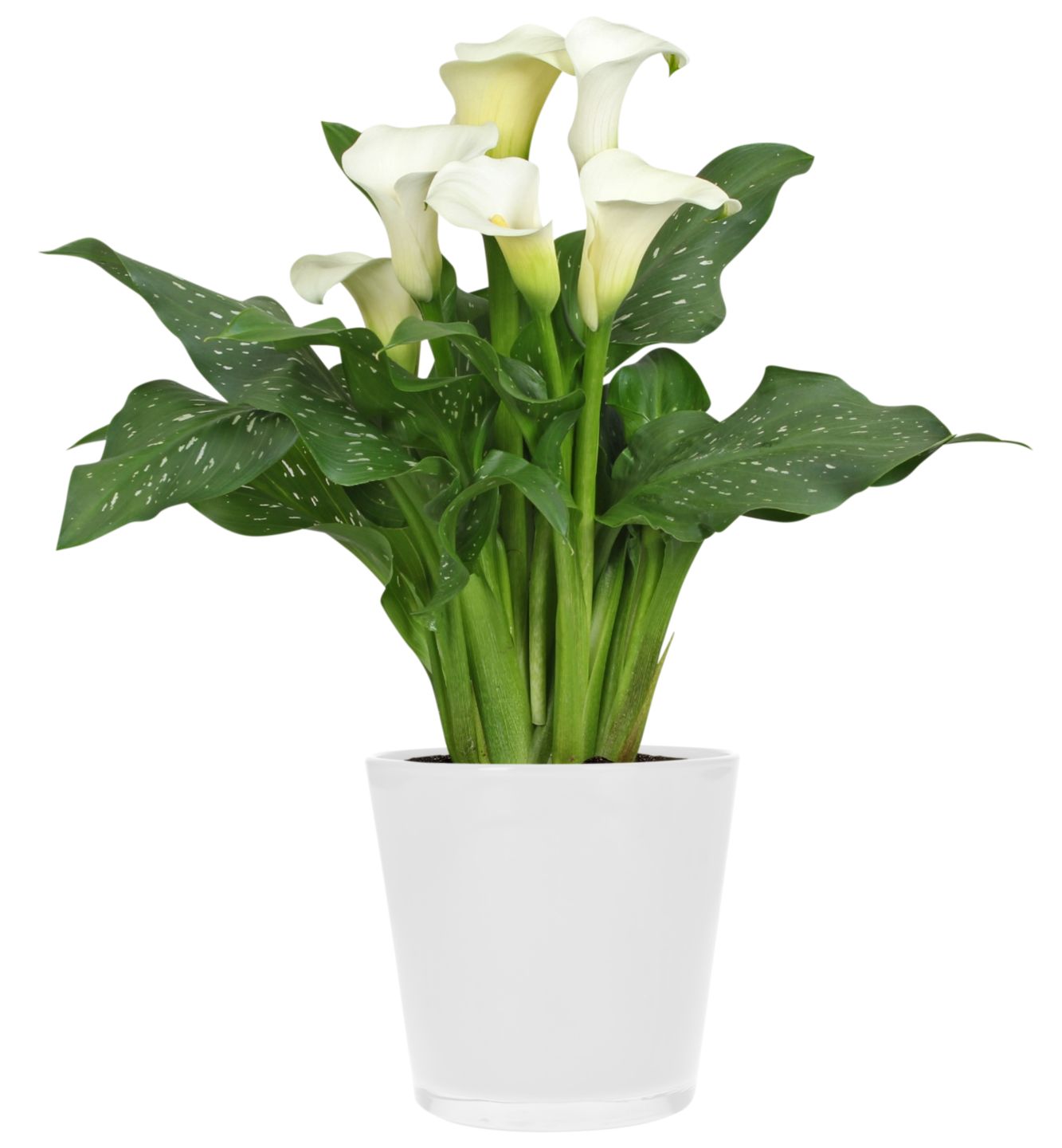 Calla oder Flamingoblume