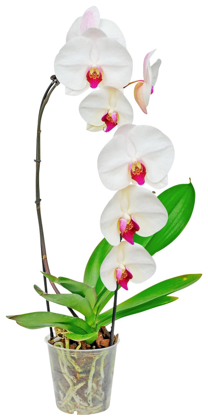 Orchidee Cascade