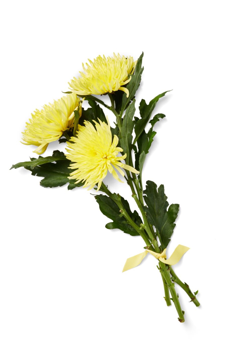 Chrysanthemen Mono, gefärbt, Mix im Bund oder Chrysanthemen Anastasia