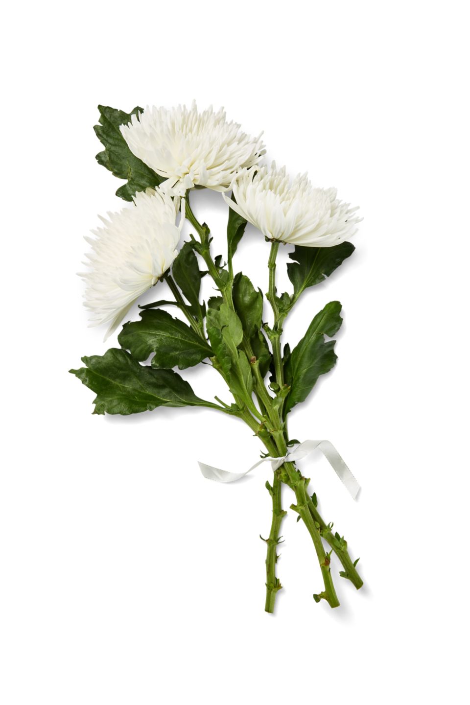 Dekochrysanthemen Anastasia oder Boris  