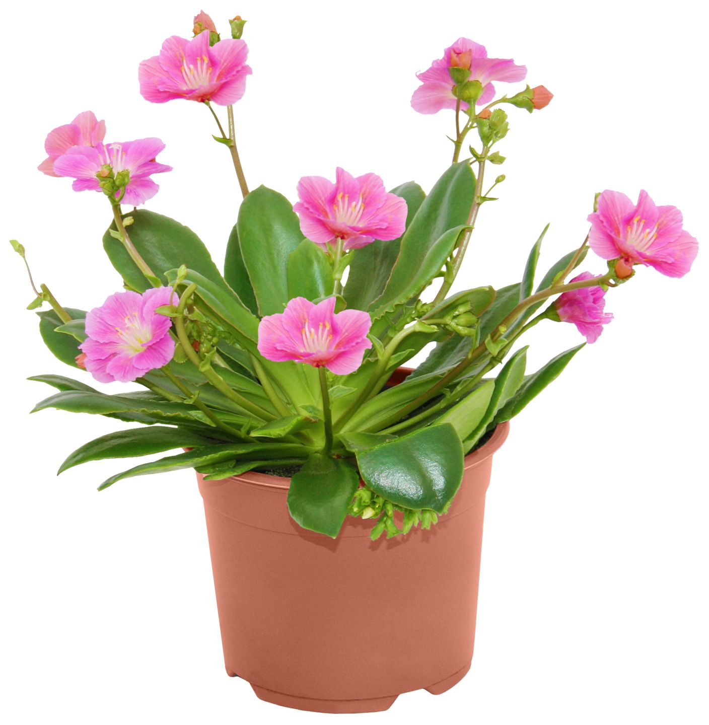 Beet- & Balkonpflanzen