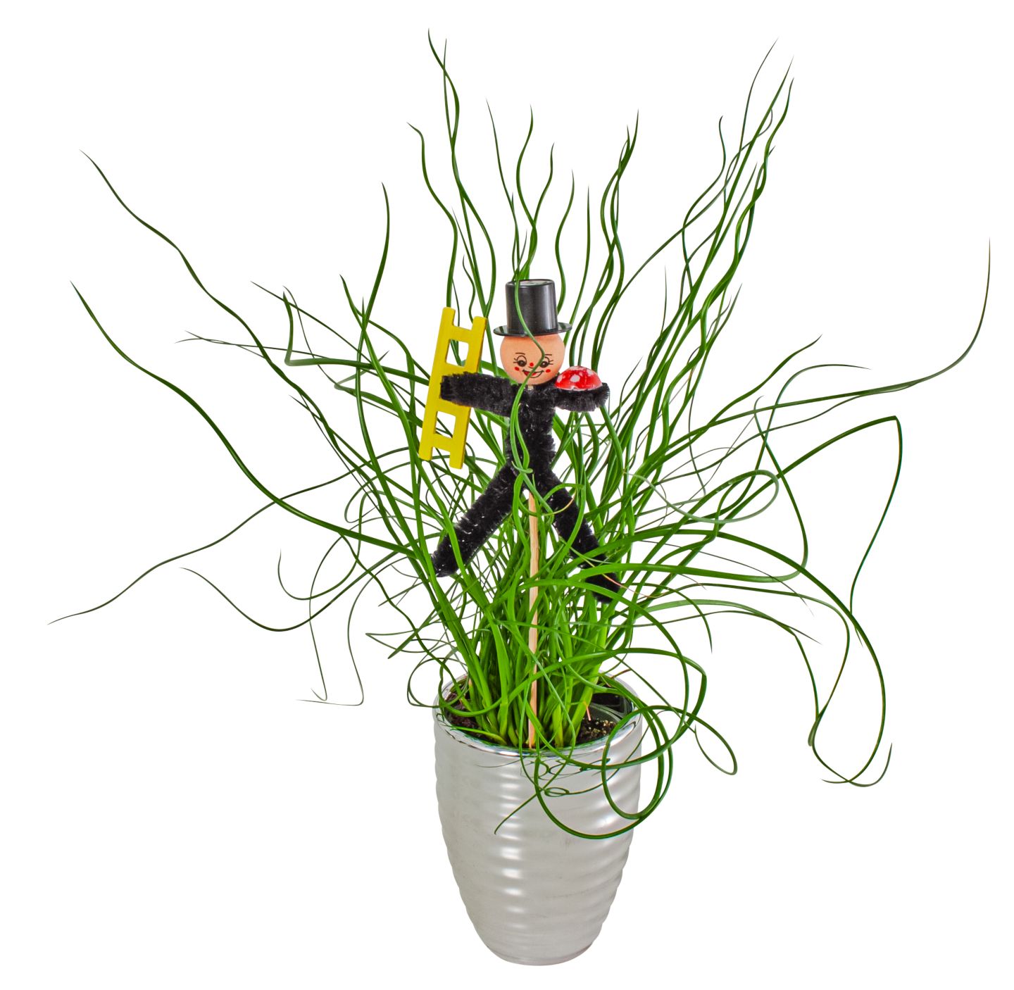 Mini-Silvester-Pflanzen