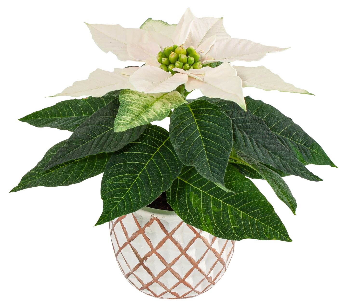 Weihnachtsstern oder Zauberstern in Keramik