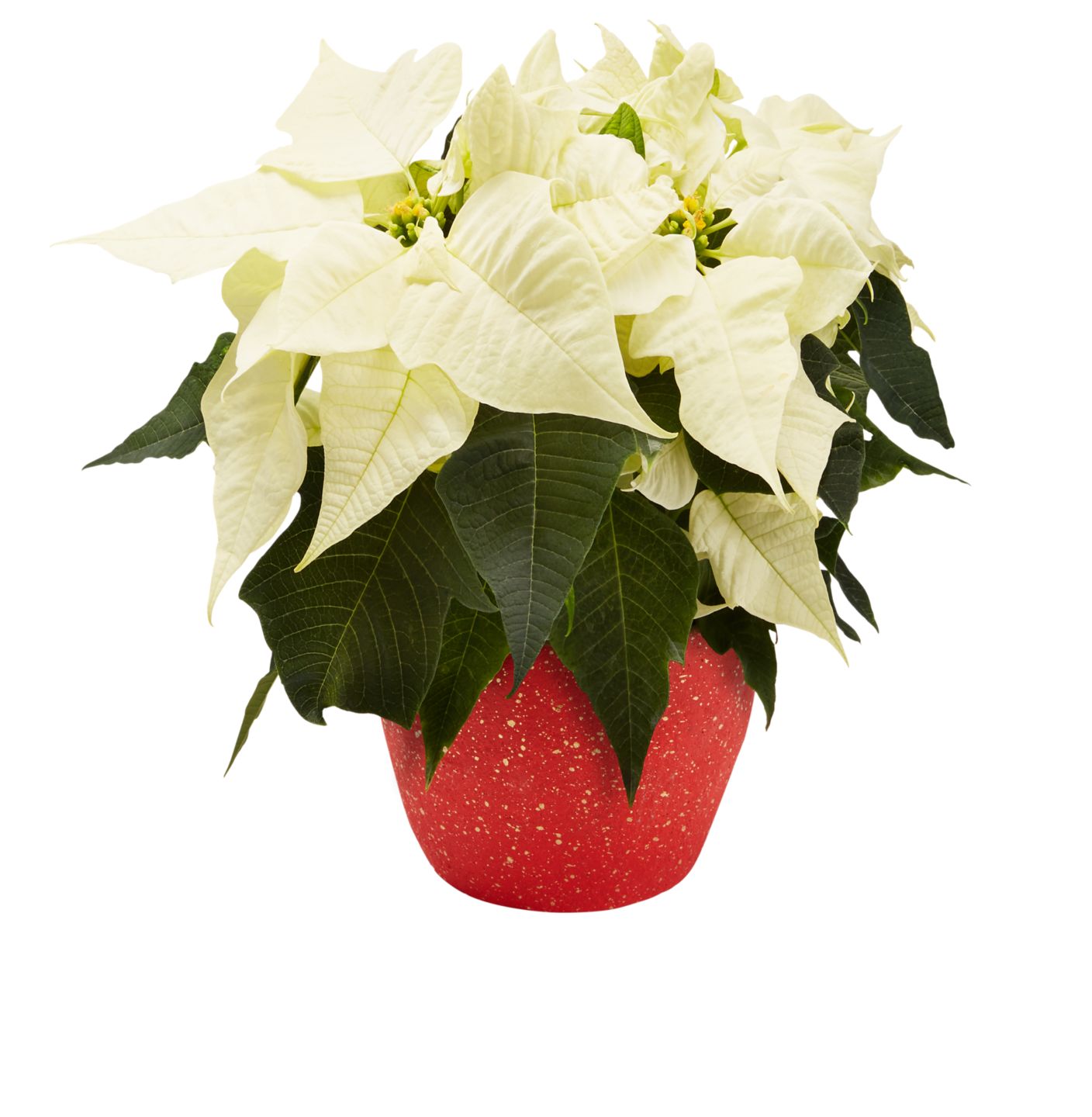 Weihnachtsstern oder Zauberstern in Keramik