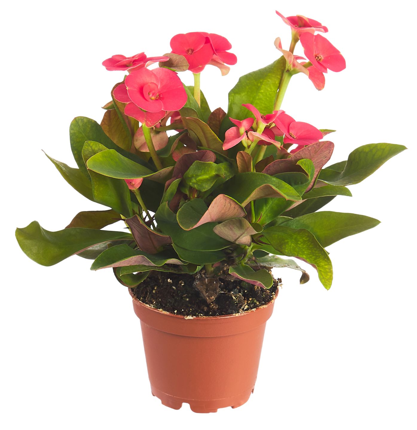 Изображение на Миниеуфорбия Стайно растение