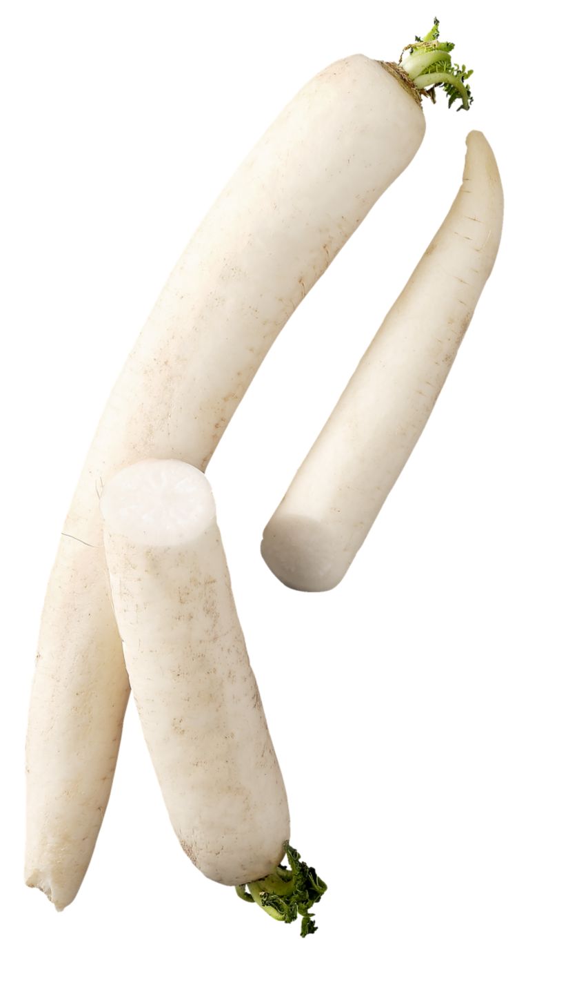 Ředkev bílá 