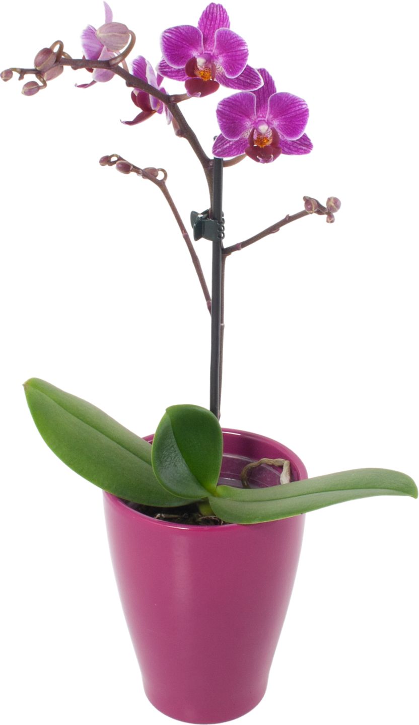 Orchidea 1-výhonková v keramickom kvetináči
priemer kvetináča: 9 cm