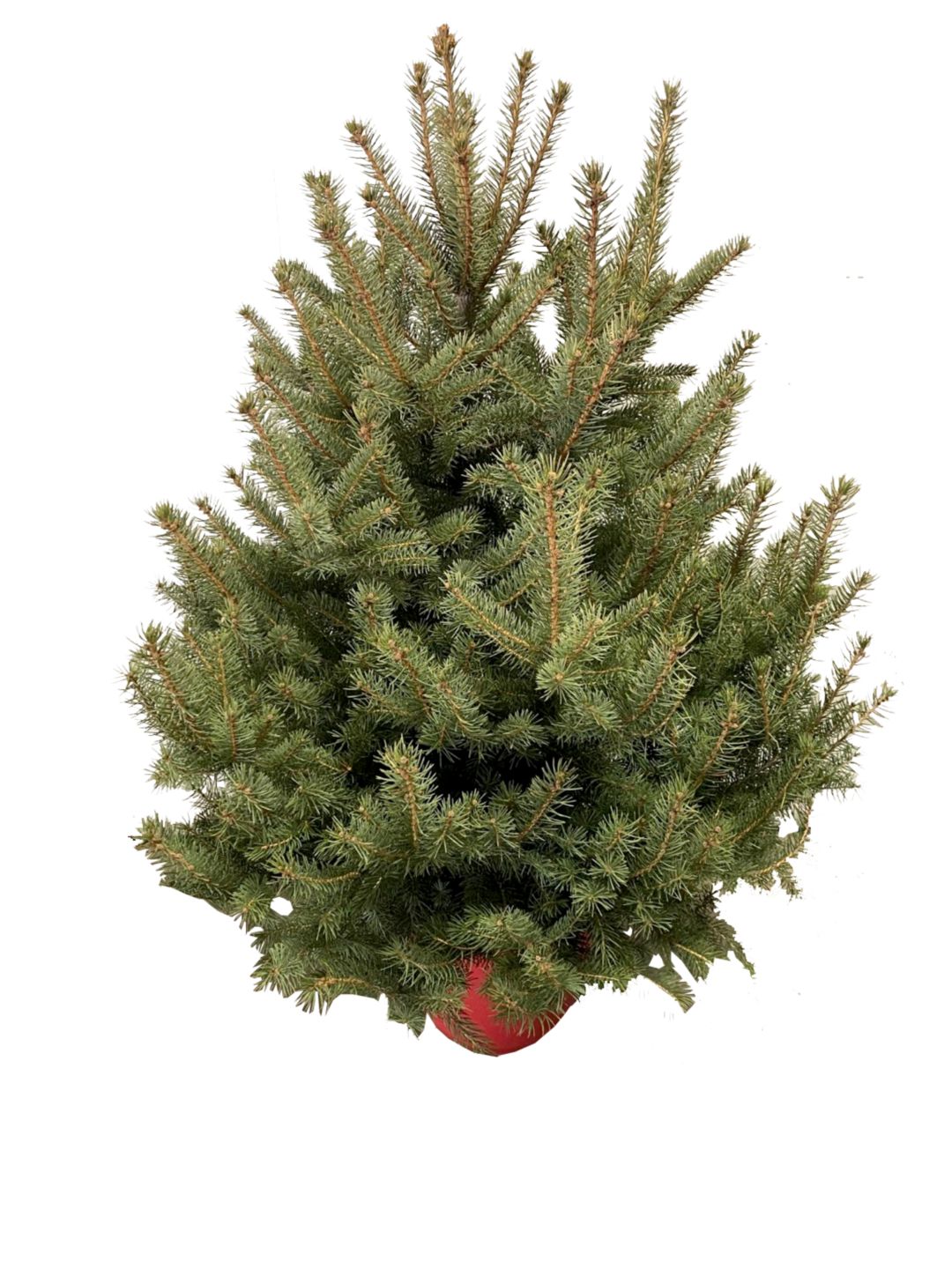 Изображение на Коледнa елха в саксия Ø20 см