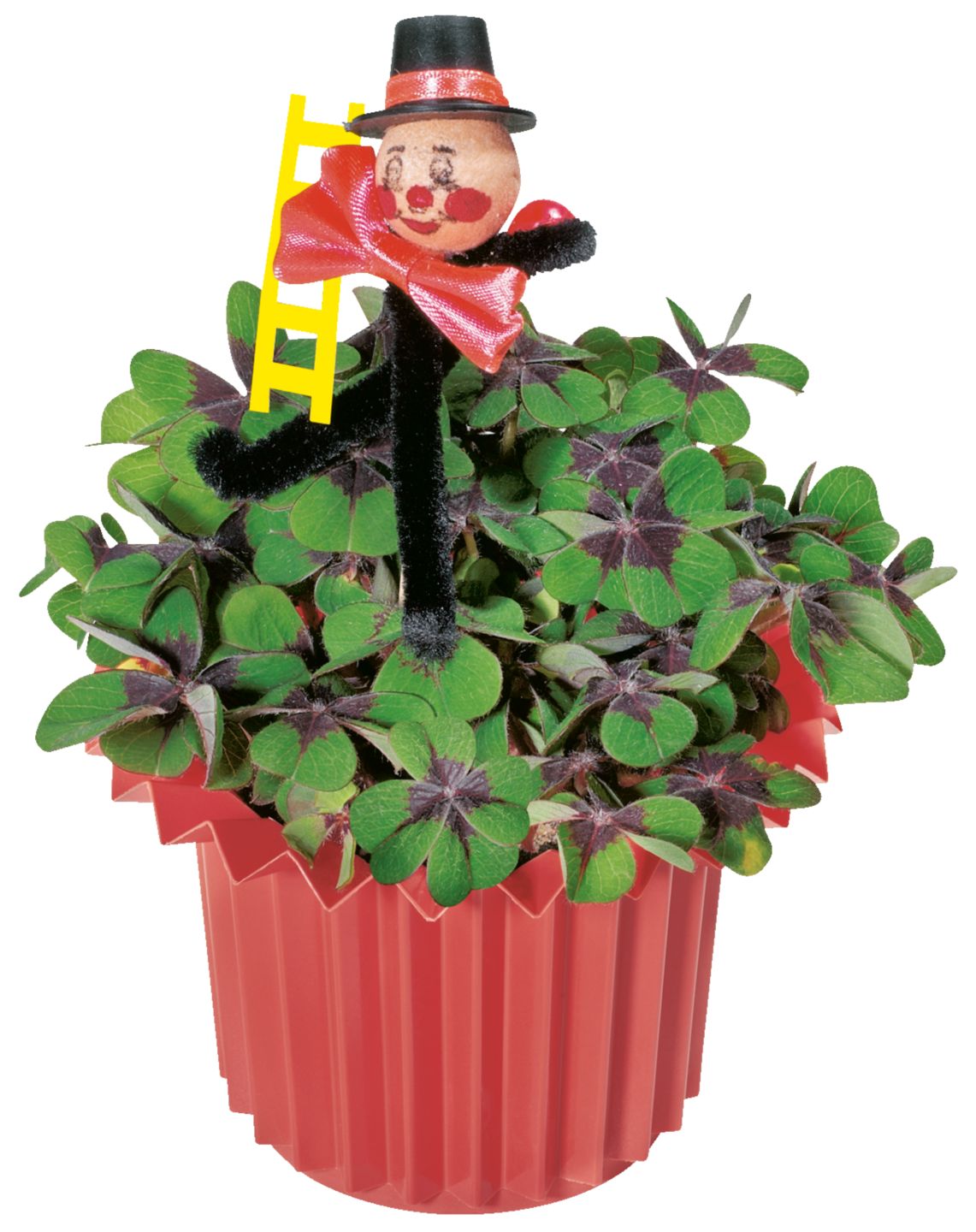 Изображение на Детелина Оксалис 