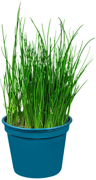 K-Stąd Takie Dobre Szczypiorek w doniczce