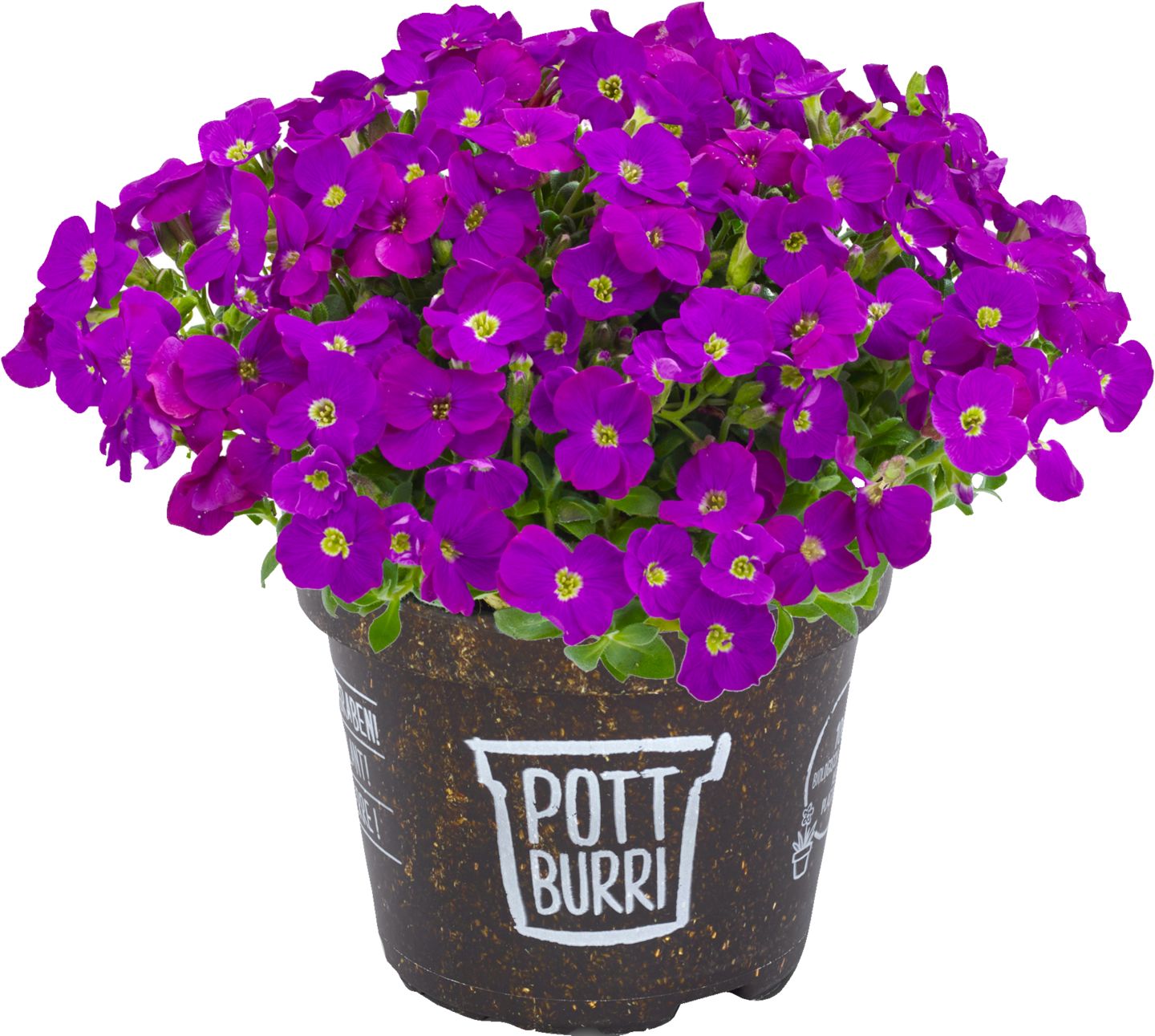 Изображение на Аубриета Градинскo растениe
Ø13 см