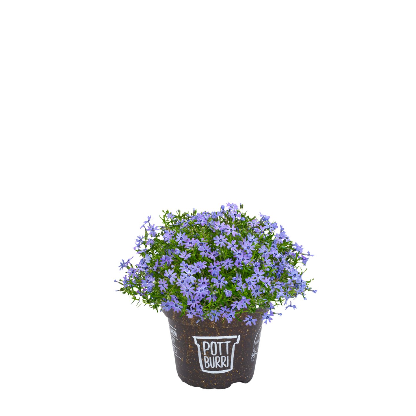 Изображение на Флокс Градинскo растениe
Ø13 см