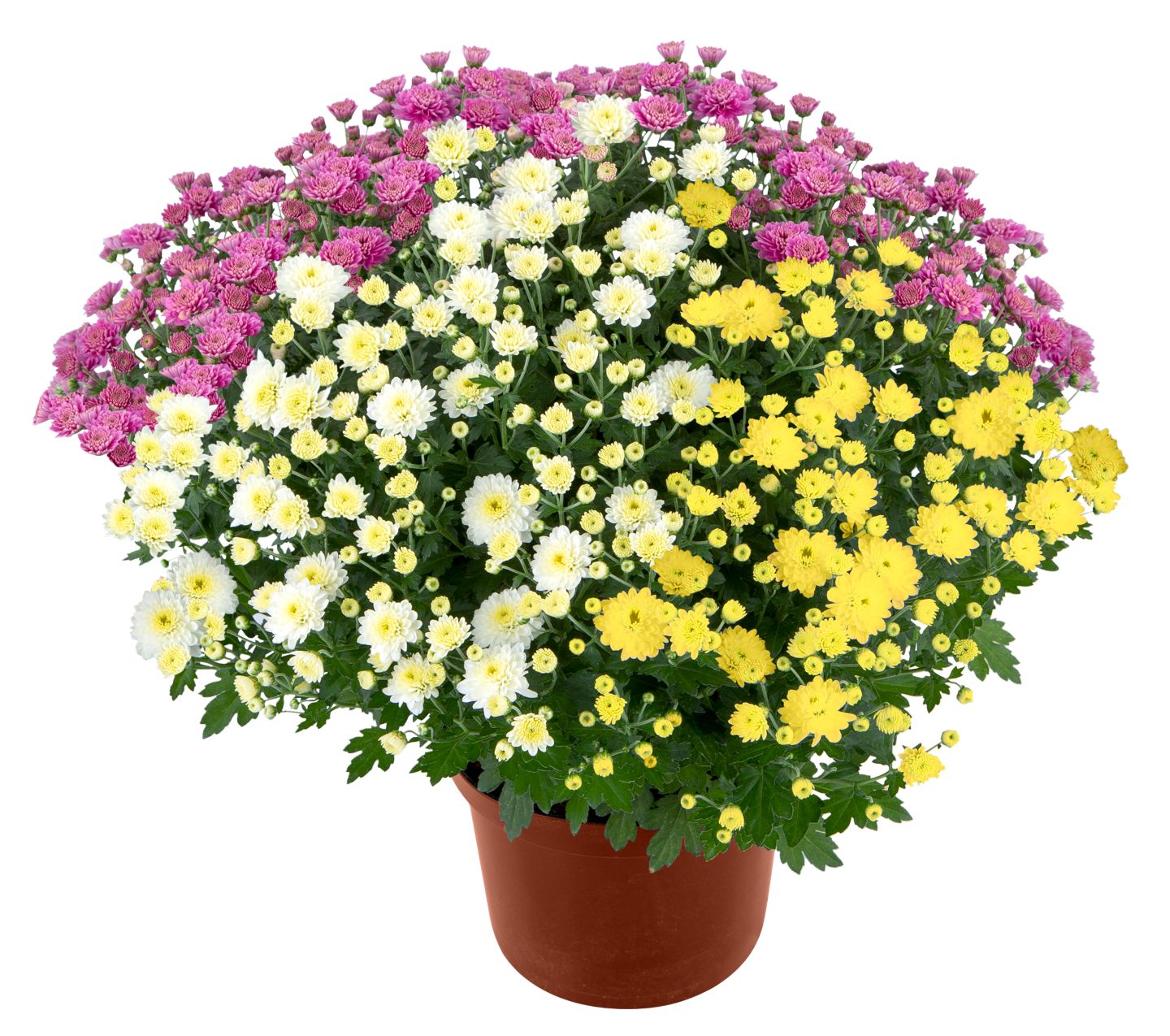 Chrysanthemen