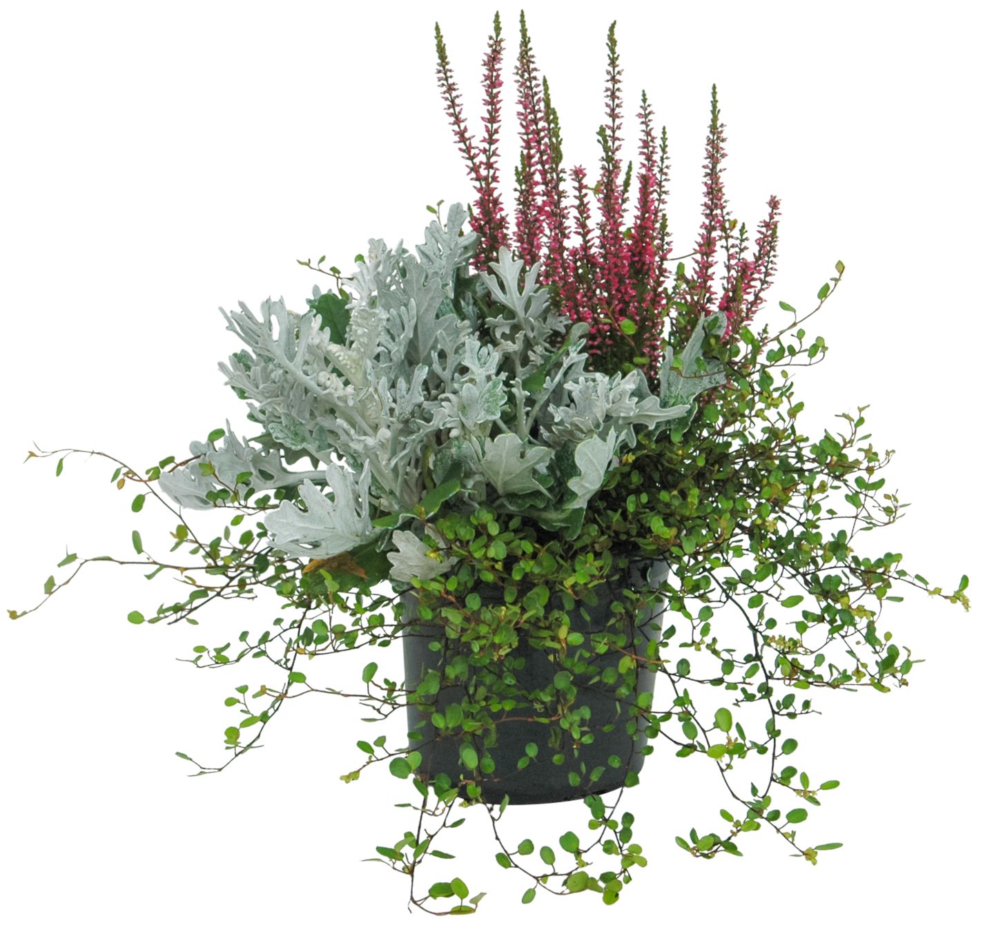 Calluna Sondersorten