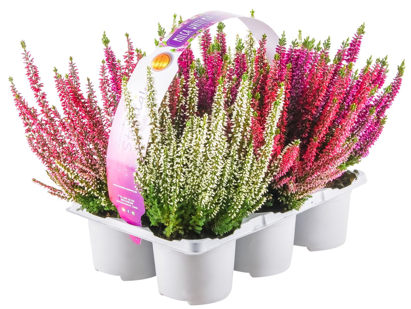 Calluna Schale oder 6er Tray