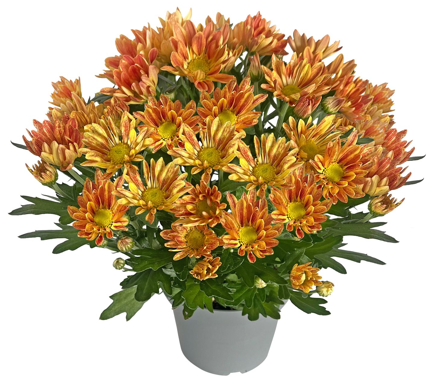 Chrysantheme Sollinea