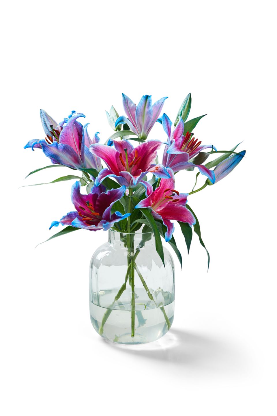 Lilien oiental gefärbt