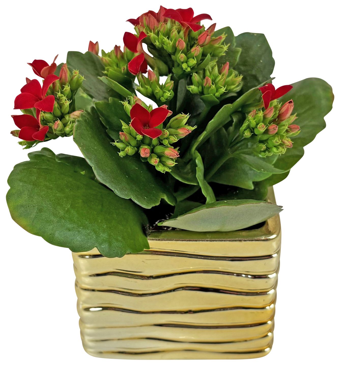 Kalanchoe