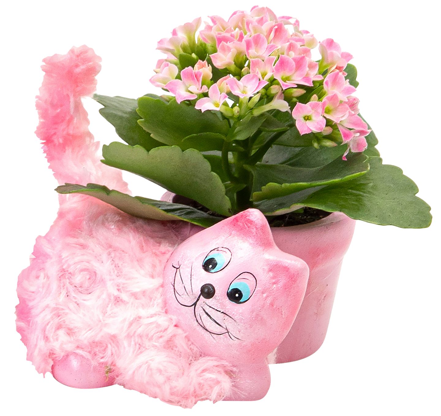 Kalanchoe in Haustier-Keramik
