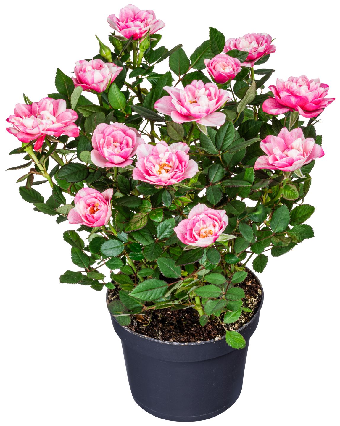 Mini Rose