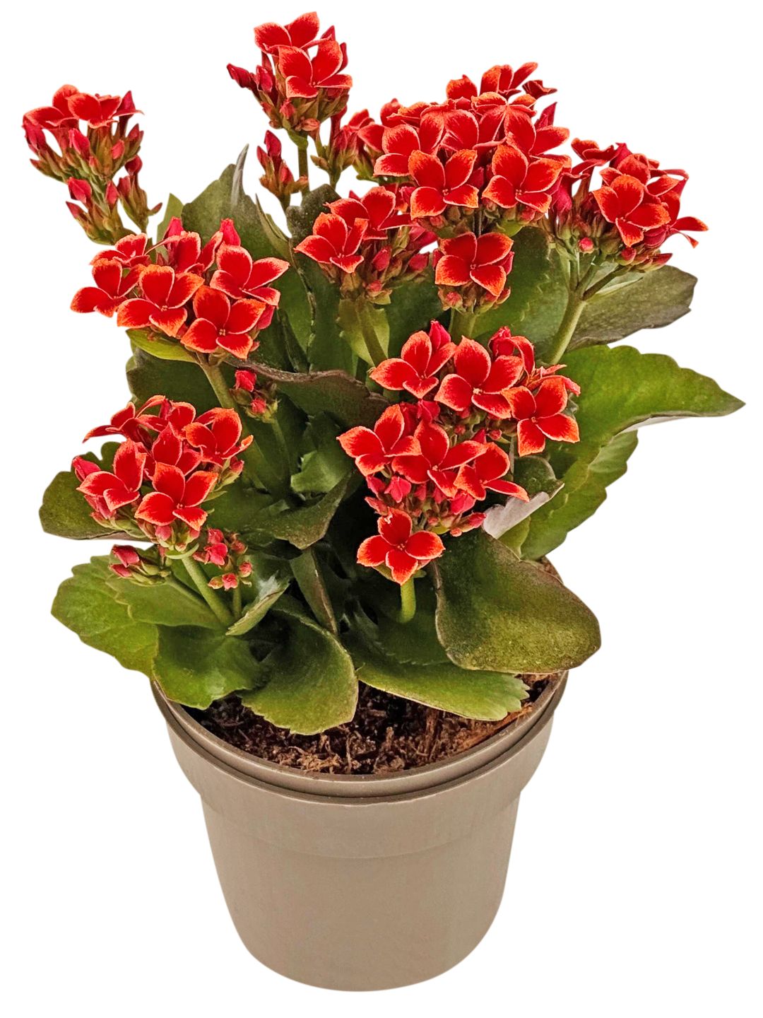 Kalanchoe