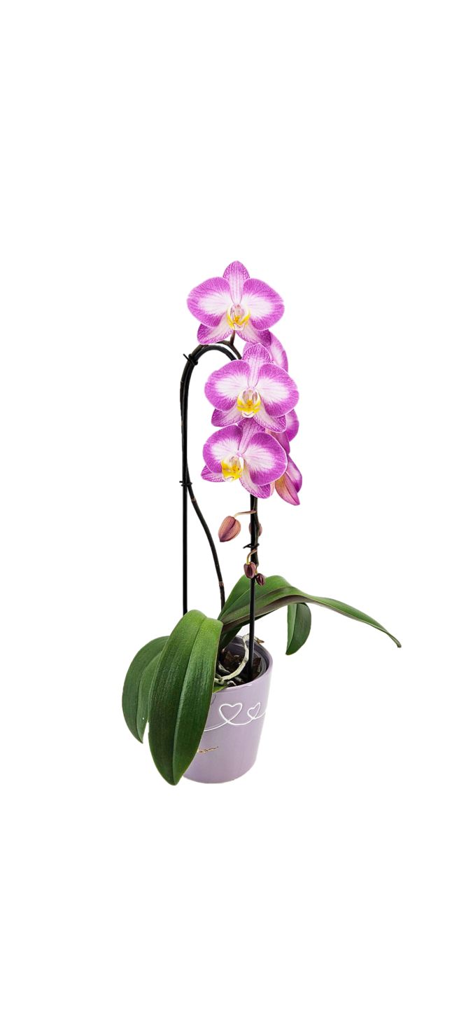 Phalaenopsis Cascade 