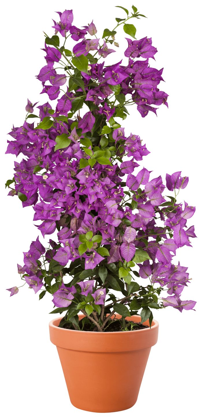 Drillingsblume