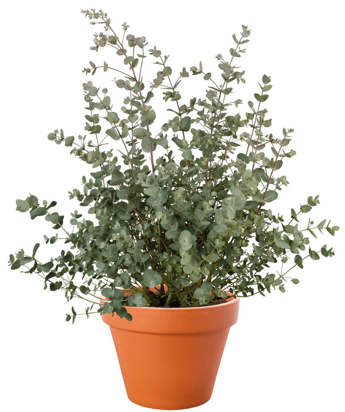 Eukalyptus