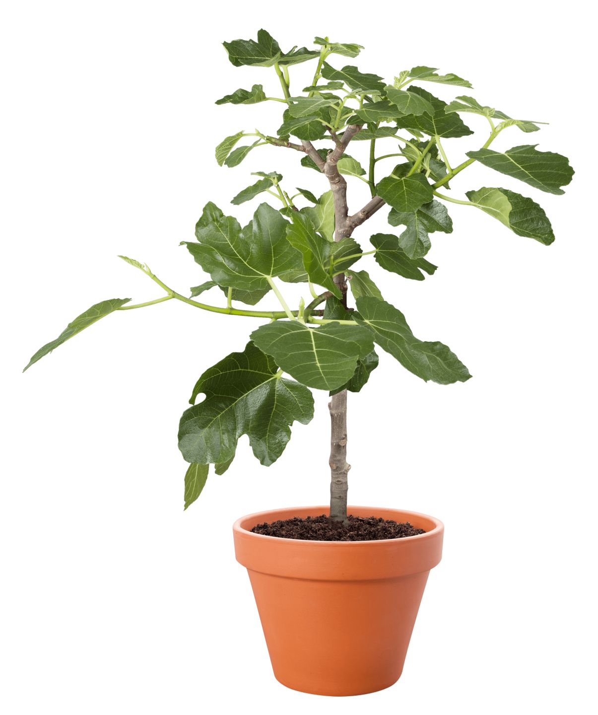 Feigenbaum