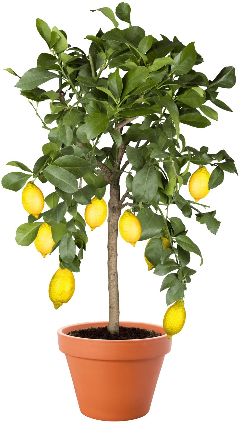 Citrus