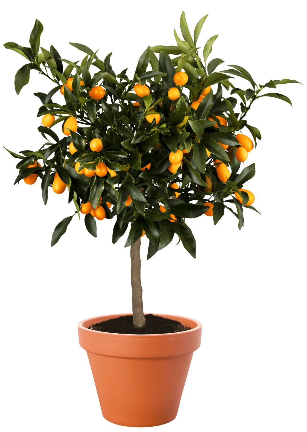 Citrus