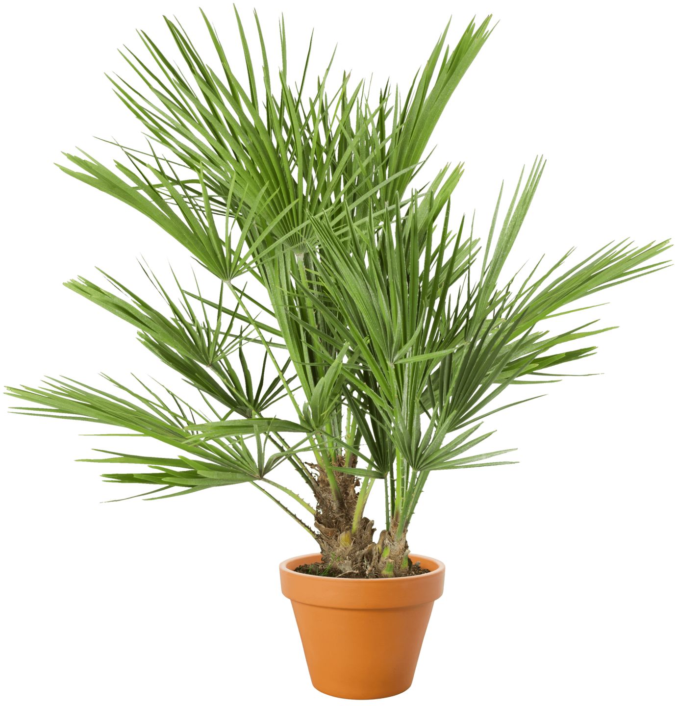 Palme