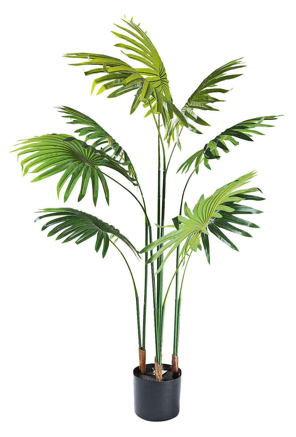 Fotografija ponude Lepezasta palma, cca. 115 cm 