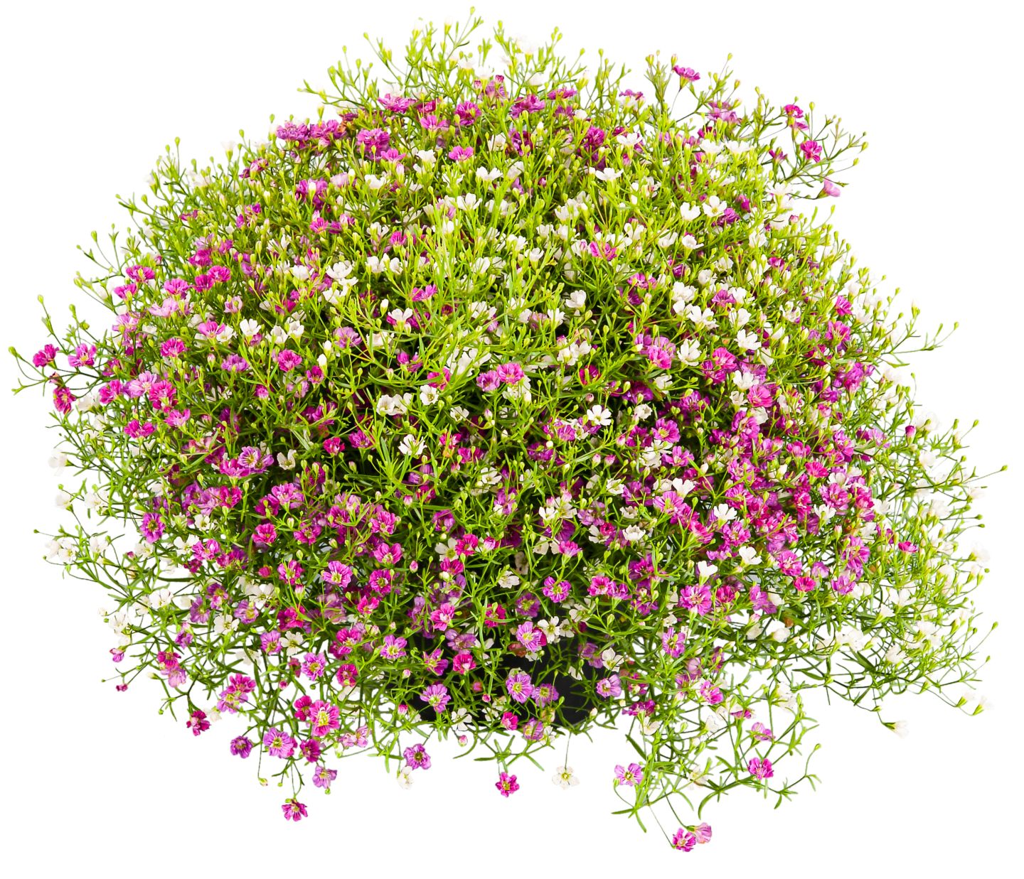 Sommerstauden XL  
