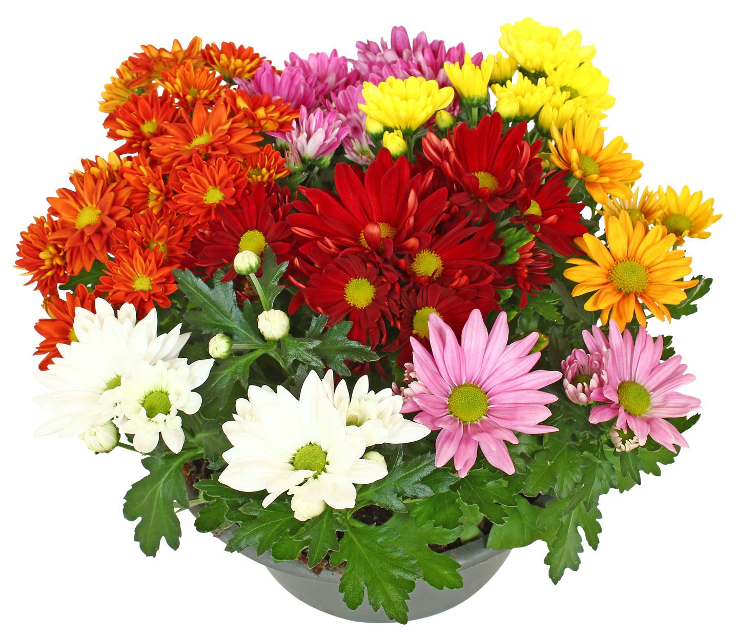 Chrysantheme
